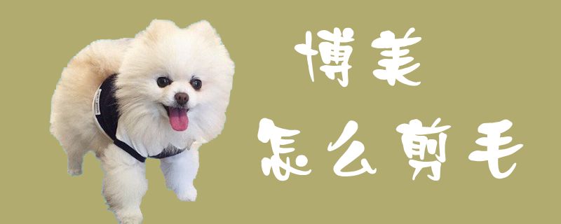 博美如何剪毛