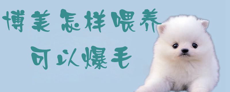 博美如何喂养可以爆毛