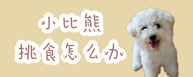 小比熊挑食如何解决