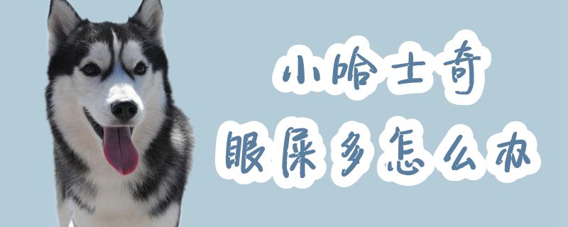 小哈士奇眼屎多如何解决