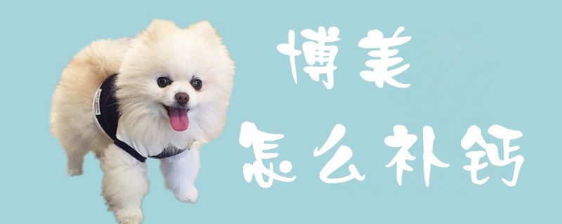博美如何补钙