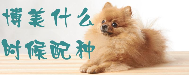 博美什么时间配种