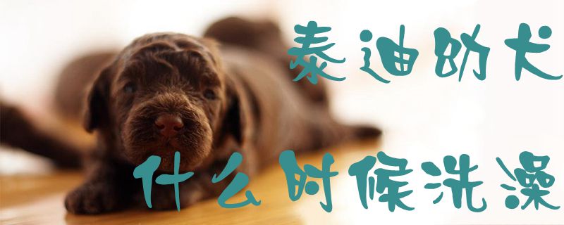 泰迪幼犬什么时间洗澡