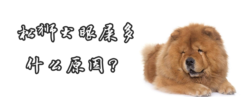 松狮犬眼屎多哪些原因