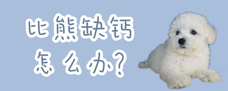 比熊缺钙如何解决