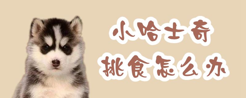 小哈士奇挑食如何解决
