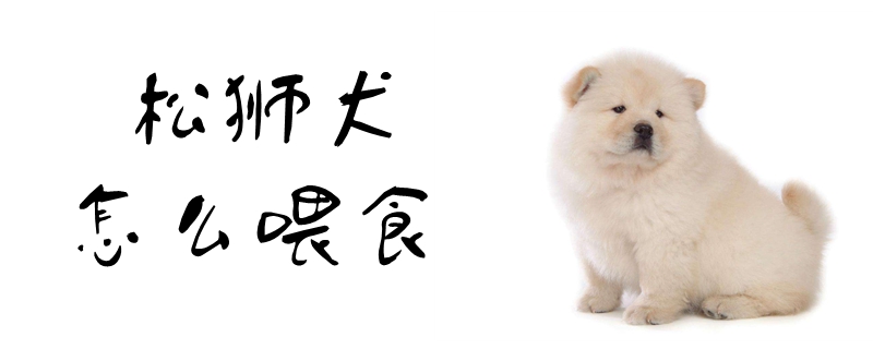松狮犬如何喂食