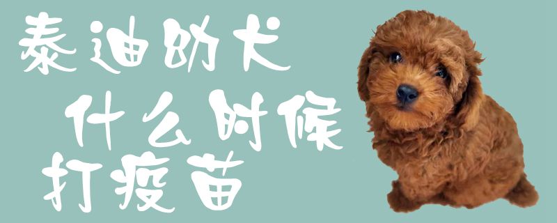 泰迪幼犬什么时间打疫苗