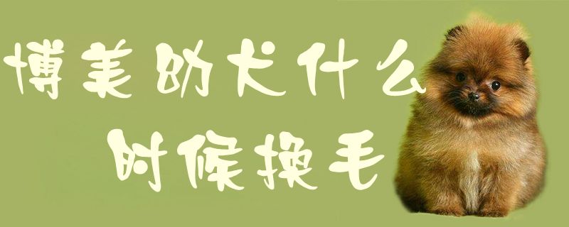 博美幼犬什么时间换毛