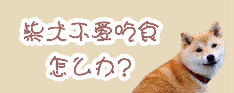 柴犬不喜欢吃食如何解决