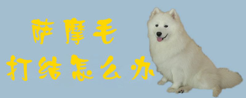 萨摩毛打结如何解决