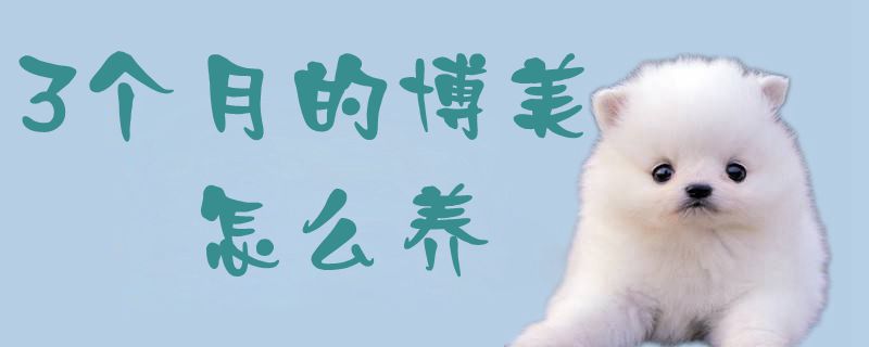 3个月的博美如何养