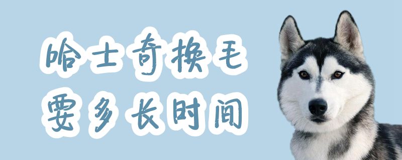 哈士奇换毛要多久