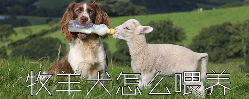 牧羊犬如何喂养