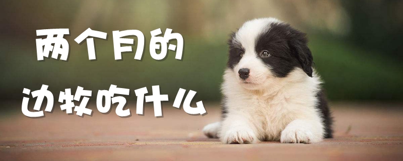 两个月的边牧吃那些