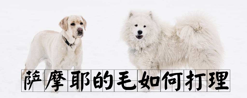 萨摩耶的毛怎么样收拾