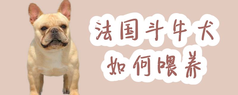 法国斗牛犬怎么样喂养