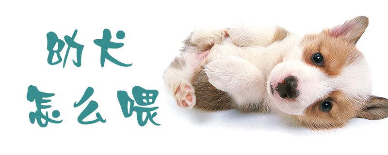 幼犬如何喂