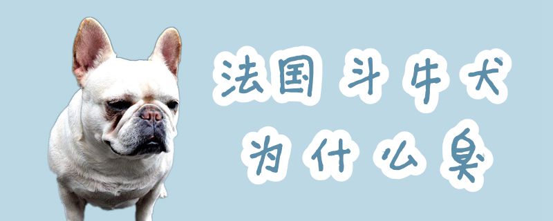 法国斗牛犬为何臭