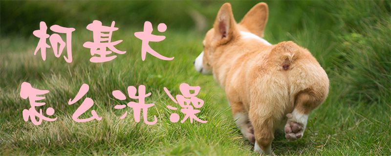 柯基犬怎么洗澡-第1张图片 柯基犬怎么洗澡-第1张图片