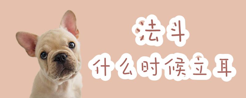 法斗什么时间立耳