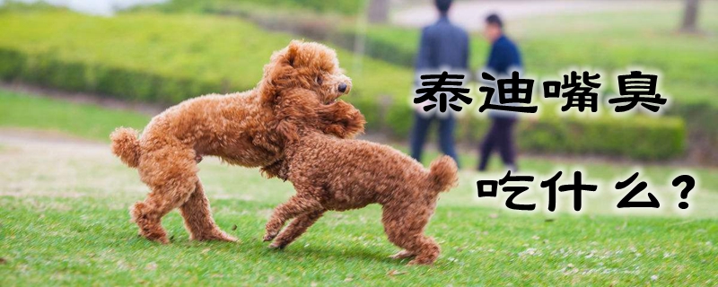 泰迪嘴臭吃那些