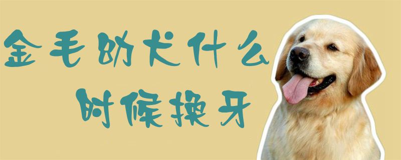 金毛幼犬什么时间换牙
