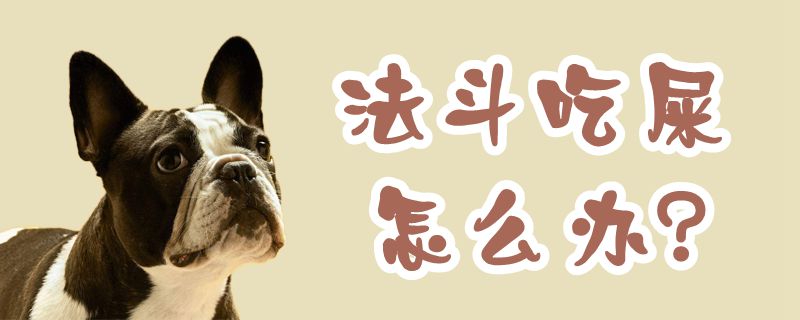 法斗吃屎如何解决
