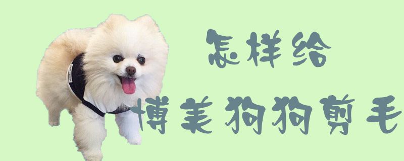 如何给博美狗狗剪毛