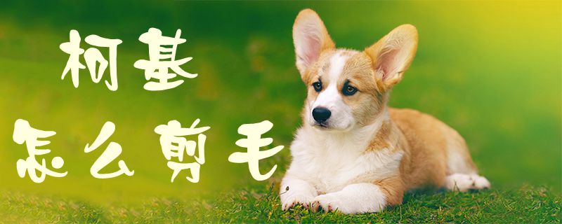 柯基怎么剪毛-第1张图片 柯基怎么剪毛-第1张图片