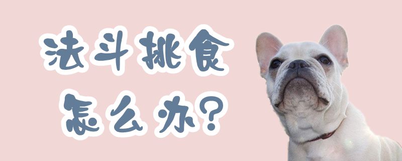 法斗挑食如何解决
