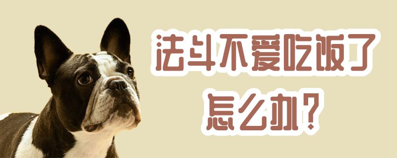 法斗不喜欢吃饭了如何解决