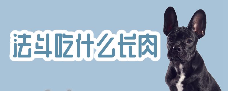 法斗吃那些长肉