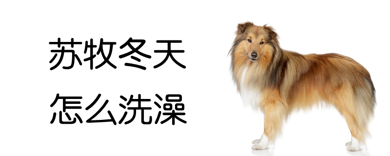苏牧冬季如何洗澡