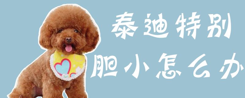 泰迪特别胆小如何解决