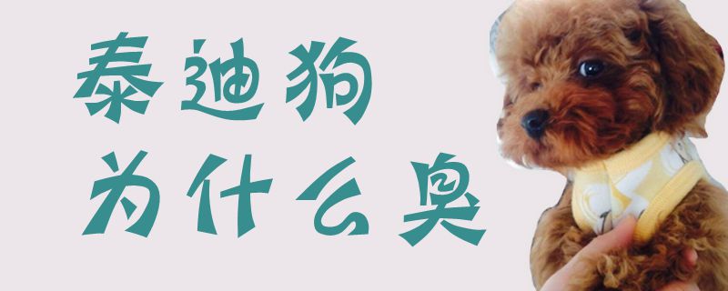 泰迪狗为何臭