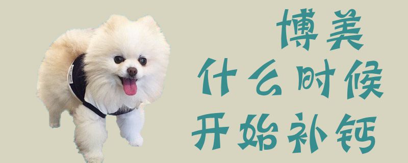 博美什么时间开始补钙
