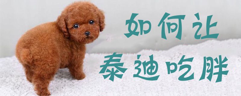 怎么样让泰迪吃胖