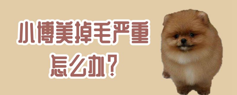 小博美掉毛紧急如何解决