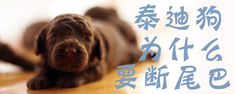 泰迪狗为何要断尾巴
