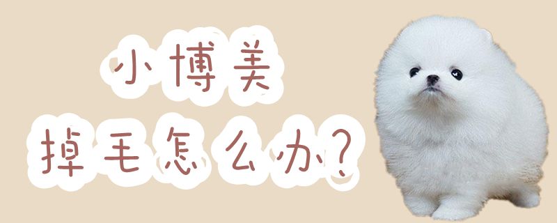 小博美掉毛如何解决