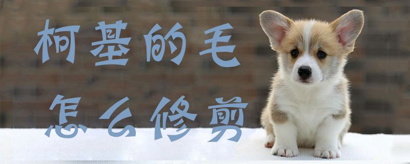 柯基的毛怎么修剪-第1张图片 柯基的毛怎么修剪-第1张图片