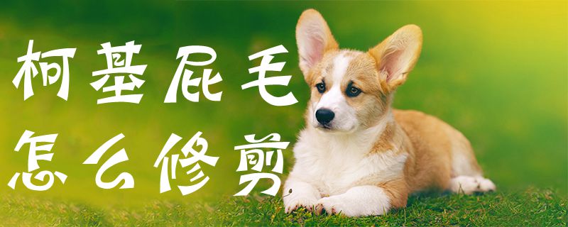 柯基屁毛如何修剪