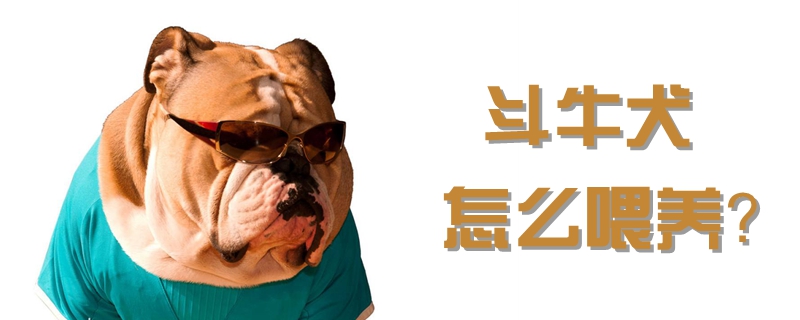 斗牛犬如何喂养