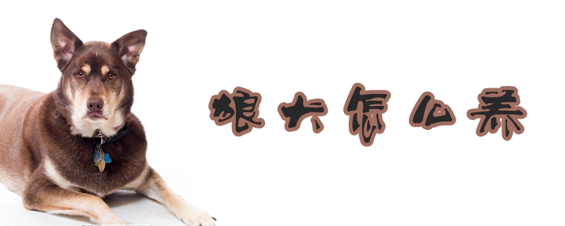 狼犬如何养