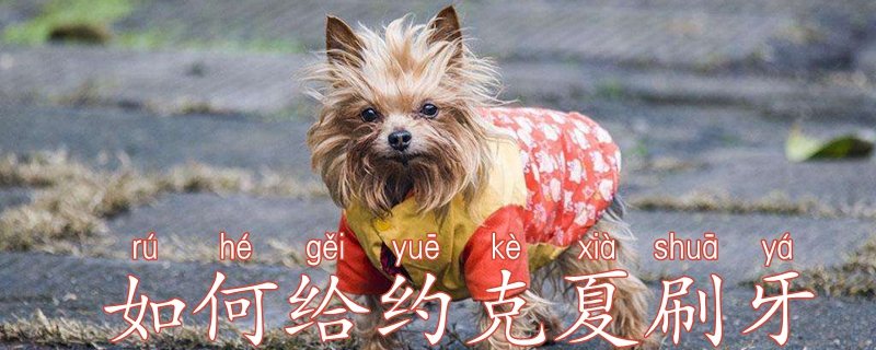 怎么样给约克夏刷牙