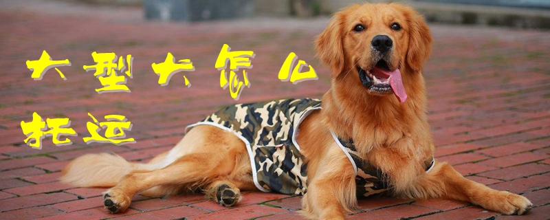 大型犬如何托运
