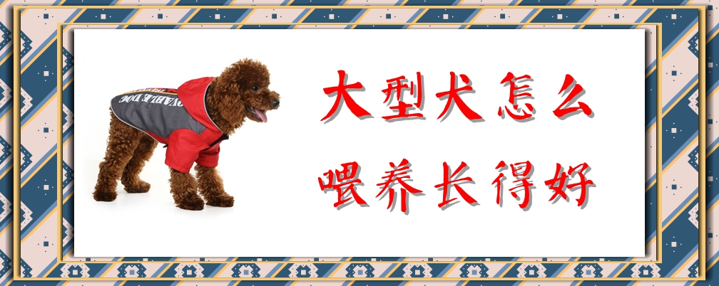 大型犬如何喂养长得好