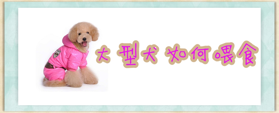大型犬怎么样喂食