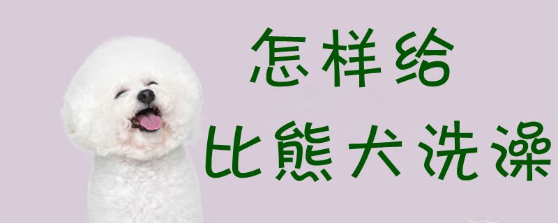 如何给比熊犬洗澡